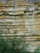 Teilansicht einer Steinbruchwand; das gelblich graue plattige Gestein ist teils dünn, teils dicker gebankt. Am Fuß der Wand wachsen Sträucher. 