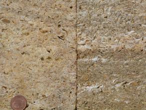 Nahaufnahme zweier aufgeschnittener Gesteinsplatten mit zahlreichen Schalenresten; Farbe hellbraun mit dunkleren Stellen bei der Platte rechts.