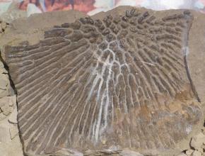 Das Foto zeigt eine hellbraune Gesteinsplatte mit dem Abdruck eines urzeitlichen Lurchs.