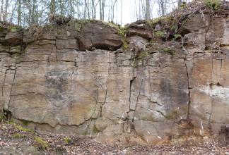 Blick auf eine alte Steinbruchwand, rötlich grau bis bräunlich, rissig und zerfurcht. Im Deckbereich ist das Gestein geklüftet und von Wurzelwerk durchsetzt.