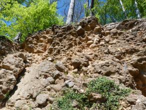 Blick nach oben auf eine Gesteinswand eines alten Steinbruchs. Das anstehende Gestein ist rötlich-braun und konglomeratisch mit vielen Geröllen. Über der Wand wachsen Büsche und Bäume.