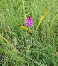 Nahaufnahme einer in dichtem, hohem Gras stehenden Pflanze. Der lilafarbene Blütenstand der Pflanze erinnert an einen Tannenzapfen.