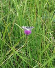 Nahaufnahme eines schwarzweiß gefärbten Schmetterlings, der auf einer lilafarbenen Distel sitzt. Die Pflanze ist umringt von dichtem, hoch stehendem Gras.