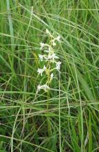 Nahaufnahme einer zwischen hohem Gras emporwachsenden Pflanze mit mehreren weißen Blütenblättern.