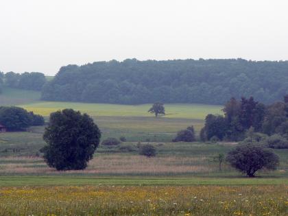 Das Schopflocher Moor von Südwesten Das Bild zeigt eine zum Hintergrund hin ab- und wieder aufsteigende Landschaft mit Wiesen und Heideflächen im Mittelgrund. Vereinzelt stehen Bäume und verteilt sich Gebüsch. Im Hintergrund zieht sich ein größerer Waldstreifen nach rechts.