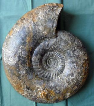 Parkinsonia (Durotrigensia) dorsetensis, Parkinsoni-Oolith, Bisingen-Thanheim; Foto: V. Dietze Nahaufnahme eines versteinerten Fossils mit spiralförmigem Gehäuse. Die graue, bläuliche und braune Versteinerung zeigt abplatzende Stellen und Rostspuren.