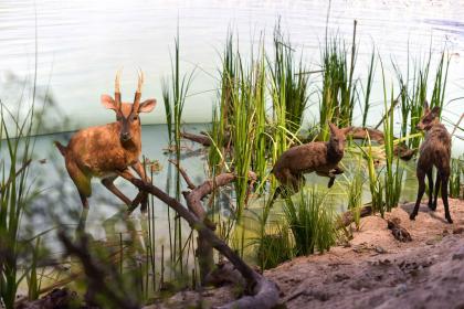 Das Steinheimer Diorama zeigt die Uferlandschaft des Kratersees mit all seinen Bewohnern (Museum am Löwentor). Foto: SMNS, M. Kovalenko Blick auf ein Diorama mit der Nachbildung eines Seeufers. Zwischen hohen Schilfpflanzen sind auch Modelle von kleinen Hirschen zu sehen.