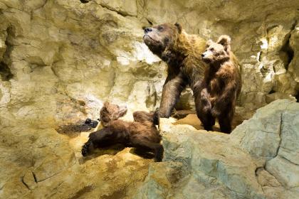 Die Nachbildung einer Bärenhöhle aus der Eiszeit im Museum am Löwentor; Foto: SMNS, M. Wahler In einem Museum wird die Nachbildung einer Bärin mit zwei Jungtieren in einer gelblich braun ausgeleuchteten Höhle gezeigt.