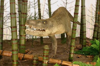 Der Saurier Batrachotomus lebte vor 235 Mio. Jahren in Schachtelhalmsümpfen, (Museum am Löwentor). Foto: SMNS, R. Pfisterer Gezeigt wird hier die Nachbildung eines auf vier Füßen gehenden, gedrungenen Sauriers mit großem Kopf und zahlreichen scharfen Zähnen. Der Raubsaurier ist in einem Museum, zwischen mehreren Schachtelhalmen, aufgestellt.