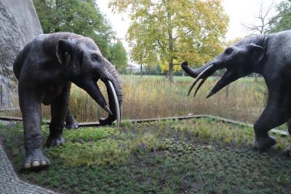 Die Gomphotherien, Ur-Rüsseltiere, lebten zur Tertiär-Zeit in Südwestdeutschland vor 13,5 Mio. Jahren (Museum am Löwentor). Foto: SMNS, M. Rasser Das Foto zeigt die Nachbildungen zweier urzeitlicher Rüsseltiere, die sich umkreisen. Die Tiere haben im Gegensatz zu heutigen Elefanten kleine Ohren und lange, spitz zulaufende Unterkiefer. Die Modelle sind im Außenbereich eines Museums aufgestellt.