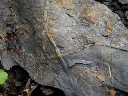 Zopfplatten, auf der Schichtoberseite Gyrochorte (Foto: N. Wannenmacher) Teilansicht einer grauen, gewölbten Gesteinsplatte. Auf der Oberfläche sind wulstige, sich kreuzende Erhebungen erkennbar.