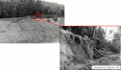 Abriss innerhalb der neu angelegten Einschnittsböschung 1972 (Foto: Brodbeck, 2010) Die Abbildung ist zweigeteilt, wobei der linke Teil eine größere Aufsicht und der rechte Teil eine Detailaufnahme darstellt. Links eine mächtige Böschung und darüber Wald. Rechts (Zoom-in in Bereich des Übergangs von Böschung in Wald) Abbruchkante.