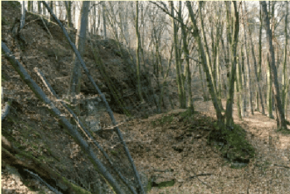 Verstellte Teilschollen am Wildenberger Hang (Quelle: Brodbeck, 2010) Rechts: Flacher, lichter Laubwald. Mittig: einige schräge Bäume. Links: An die ebene Fläche schließt sich ein steiler Hang an.