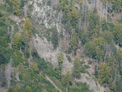 Felswände mit unterhalb anschließenden Blockfeldern im Südschwarzwald bei Oberried Blick aus großer Höhe auf einen steilen, bewaldeten Berghang. Von links oben bis nach rechts unten hat ein Gesteinsrutsch seine Spuren hinterlassen, etwa durch zahlreiche umgestürzte Bäume.
