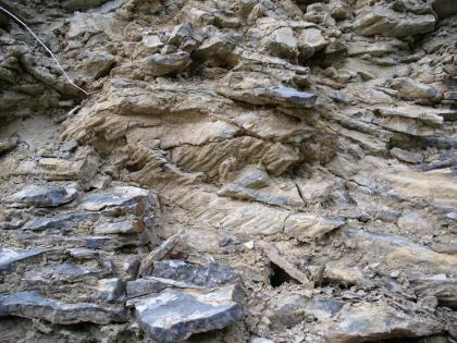 Wellenkalke, Ingelfingen Nahaufnahme von grauen und braunen Gesteinsplatten, teils locker aufeinander geschichtet.