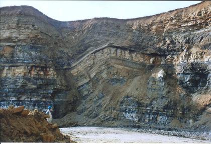 Stauchfalte an Störung, Unterohrn Das Bild zeigt eine Gesteinswand in einem Steinbruch aus schichtigem, dunkelgrauem und beigem Gestein. In der Mitte der Wand hat sich entlang einer Störung eine nach unten geöffnete Falte gebildet.