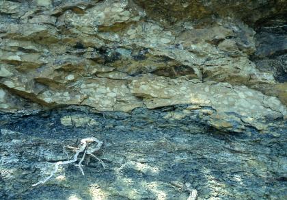 Schilfsandstein-Basis, Heilbronn Nahaufnahme zweier unterschiedlicher Gesteinsschichten: Die untere Hälfte ist blaugrau, die obere Hälfte grüngrau und gröber zerfurcht.