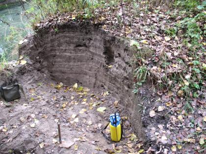 Auenmergel mit Sandlagen bei Au am Rhein Kleiner Aufschluss im Wald aus dunkelbraunem und rotem, lagigem Gestein.