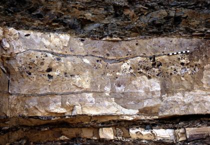 Lösungshohlräume nach Gipsknollen, Unterkeuper, Zwingelhausen Blick auf eine Bank grauen bis bräunlich grauen Gesteins, in der im mittleren und oberen Bereich viele kleine und größere Löcher erkennbar sind.