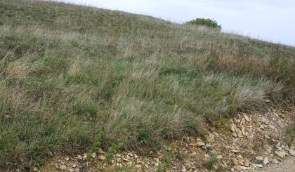 Aufschluss am Reimersbergle; Oberjura-Scholle am Riesrand bei Kirchheim (m110) Blick auf einen mit ausgebleichtem Gras bewachsenen Hügel, der nach rechts hin abfällt. Der Fuß des Hügels ist weniger bewachsen; hier liegt statt dessen Gesteinsschutt.