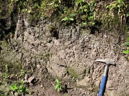 Tuffitische Sandsteine des Rotliegend bei Baden-Baden-Lichtental Teilabschnitt einer kleinscherbigen, rötlich grauen Gesteinswand. Oben und links unten ist das Gestein von Pflanzen bewachsen. Rechts unten ist ein Hammer angelehnt.