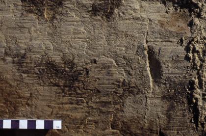 Harnischfläche einer Blattverschiebung auf Oberkeuper-Sandstein, Tübingen-Lustnau. Das Foto zeigt eine braune Gesteinsfläche mit horizontalen Striemen.