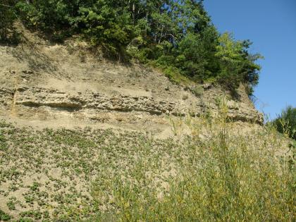 Unterer Muschelkalk, Freudenstadt Blick auf einen gelblich braunen Gesteinshang, eingerahmt von Pflanzenwuchs unten sowie Buschwerk und Bäumen oben.