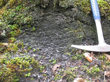 Oberkarbon am Rebio bei Seelbach Nahaufnahme von dunkelgrauem bis schwarzem, feinscherbigem Gestein mit angrenzendem Pflanzenbewuchs. Ein Hammer rechts im Bild zeigt die Größe an.