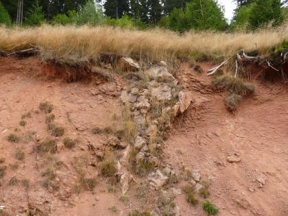 Vergruster Eisenbach-Granit im Linachtal Teilansicht von offenliegendem, rötlich braunem Boden mit Gesteinsbildung  in der Mitte. Der Aufschluss befindet sich unterhalb einer Pflanzendecke an einem Waldrand.