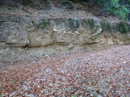 Küstenkonglomerat-Formation, Pfaffenweiler Das Foto zeigt größere Gesteinsblöcke, die in einer Reihe aneinandergeschichtet sind. Die Blöcke treten an einer oben bewachsenen Böschung hervor. Im Vordergrund liegt trockenes Laub.