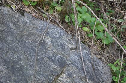 Gneisähnliches Kristallingestein (Migmatit) am Südhang des Freiburger Schlossbergs Das Bild zeigt ein graublaues, von links oben nach rechts unten schräg verlaufendes Gesteinsstück. Auf dem Gestein wachsen Grünpflanzen.