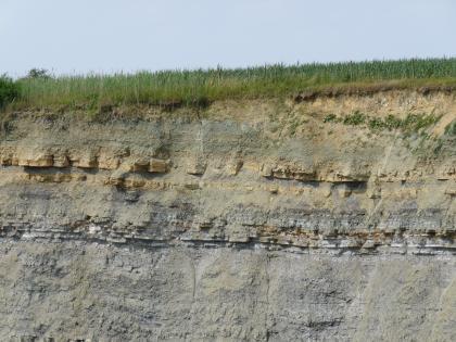 Aufgelassener Steinbruch Schmalfelden Das Bild zeigt in Nahsicht eine Steinbruchwand. Der untere Teil ist grauweiß und glatt. Danach folgt eine waagrecht gebankte Schicht gleicher Farbe, ehe sich nach oben hin die Färbung ins gelblich braune verändert. Die Kuppe ist mit grünem Gras bewachsen.