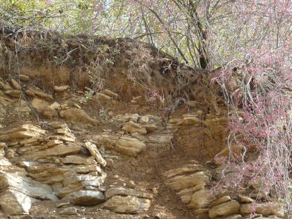 Steinbruch Unterohrn Nahaufnahme eines Steinbruchs unterhalb von Bäumen, Sträuchern und Wurzeln. Die lose geschichteten, unterschiedlich großen Steine variieren farblich von grauweiß bis gelbbraun.