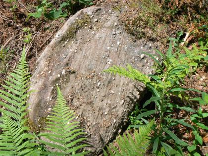 Buntsandsteinblock mit Quarzgeröllen Nahaufnahme eines von Farnen und Pflanzenresten eingerahmten rötlich grauen Felsblocks. Einige kleine Steinchen sowie Furchen unterbrechen die sonst glatte Fläche des Felsens.