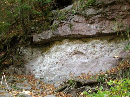 Buntsandsteinaufschluss in der Wutachschlucht Das Bild zeigt eine grau-violette Gesteinswand, auf der - etwas überstehend - eine zweite, rötlich braune Gesteinsschicht aufliegt. Baumwurzeln und anderer Bewuchs umrahmen den Aufschluss.