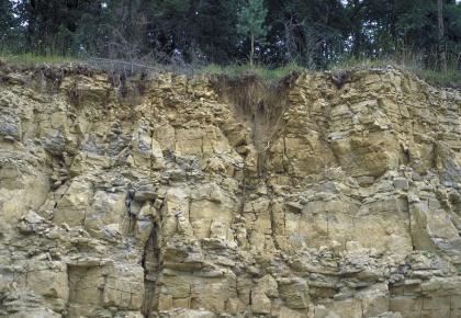 Steinbruch im Oberen Muschelkalk westlich von Zimmern ob Rottweil Ansicht eines offenen Steinbruchs unter Wald. Das Bild zeigt drei Sohlen hellgelbes bis oben gelbbraunes, aufeinander geschichtetes Gestein in teils feiner, teils grober Struktur.