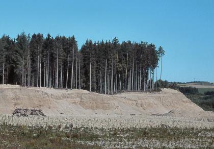 Würmzeitliche Wutachschotter in der Kiesgrube südwestlich von Löffingen-Bachheim Das Bild zeigt den abgetragenen Rand einer Kiesgrube mit dichtem Nadelbaumbestand auf der gewellten Kuppe.