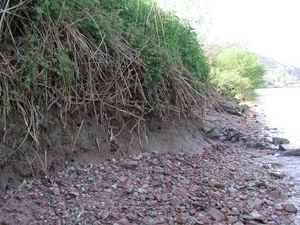 Auenlehm über Kies am Neckarufer bei Eberbach Auf der linken Bildhälfte befindet sich eine mit Gras bewachsene, lehmige Uferböschung, den Übergang zum Wasser bilden rötliche Kiese.