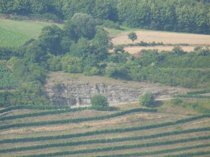 Weinbergsaufschlüsse am Südrand des Altenberges zwischen Klepsau und Dörzbach Hinter einer flachen Weinbergterrasse zeigt sich ein Gesteinsaufschluss. Dieser steigt von rechts nach links an, hat eine graue Farbe und eine gebankte, unebene Oberfläche. Buschwerk, Getreidefelder und weitere Rebflächen breiten sich im Hintergrund aus.