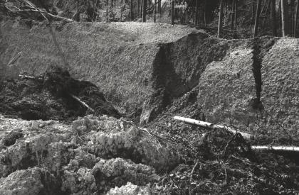 „Kieswand“ an der westlichen Begrenzung der „Kieswüste“ Schwarzweißbild einer wallartig aufgeworfenen Rutschmasse. Davor Geröll und umgestürzte Bäume. Dahinter steht noch Wald.