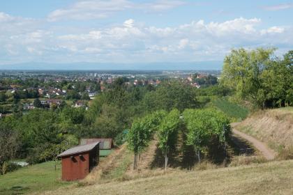 Blick über die lössbedeckte Vorbergzone auf Kippenheim und die Oberrheinebene Im Vordergrund dieses Bildes sind terrassierte, nach rechts aufsteigende Rebhänge mit Lössböden zu erkennen. Dahinter stehen Obstbäume. Nach links hin folgt eine Wiese. Im Hintergrund ist eine stark besiedelte Ebene sowie eine Bergkette zu erkennen.