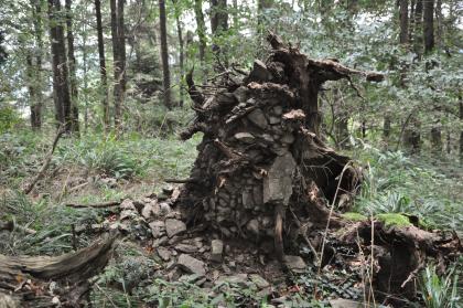 Flachgründiger Boden (Ranker) auf Orthogneis am Kibfelsen bei Freiburg Auf einer Waldlichtung ist ein Gebilde aus Baumresten, Wurzeln und Gestein aufgetürmt, wie ein Mahnmal. Um das Gebilde herum liegen weitere Baumreste sowie flache Gesteinsstücke; daneben drängt dichter Pflanzenwuchs heran.