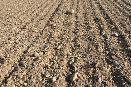 Parabraunerden der Niederterrasse Nahaufnahme mehrerer, zum Hintergrund hin verlaufende Ackerfurchen. Der hellgraue bis hellbraune Boden ist mit größeren und kleineren Steinen übersät.