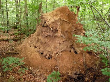 Bannwald „Große Tannen“ bei Pfalzgrafenweiler-Kälberbronn; Braunerde auf Oberem Buntsandstein Blick auf den rötlich braunen Wurzelteller eines in einem Wald liegenden, umgestürzten Baumes.