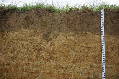 Pseudovergleyter Pelosol aus tonreicher Fließerde über Gesteinszersatz des Unteren Muschelkalks (b128) unterhalb der Ruine Hochburg (Emmendingen) Teilansicht eines Bodenprofils des LGRB auf einer Wiese. Von dem ockerbraunen, in einem Streifen unter der Pflanzendecke dunkelbraunen Profil sind in der Tiefe etwa 70 Zentimeter zu sehen.