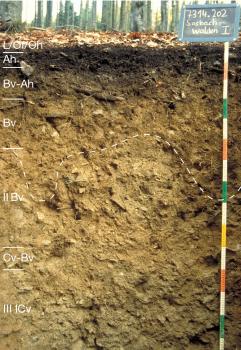 Tief entwickelte Braunerde aus Granit- und Gneisschutt führenden lösslehmhaltigen Fließerden (Begleitboden in a209) Blick auf ein Musterprofil des LGRB unter Wald. Die sichtbare Profilwand ist graubraun, in sieben Bodenhorizonte eingeteilt und 150 Zentimeter tief. Rechts oben gibt eine Tafel Nummer und Name des Profils an.