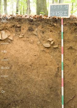 Mittel tief entwickelte podsolige Braunerde aus lösslehmarmer Fließerde (Decklage) über Gneiszersatz Das Foto zeigt ein Bodenprofil des LGRB unter Wald. Das in fünf Horizonte gegliederte, gelblich braune Profil hat eine Tiefe von mehr als 1 m. Rechts oben zeigt eine Tafel den Namen und die Nummer des Profils an.