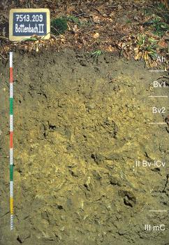 Mittel tief entwickelte Braunerde aus lösslehmreicher Fließerde über Hangschutt aus Paragneis-Material Blick auf ein Musterprofil des LGRB. Die unter altem Laub liegende Profilwand ist ockerbraun, in fünf Bodenhorizonte eingeteilt und 120 Zentimeter tief. Links oben gibt eine Tafel Nummer und Name des Profils an.