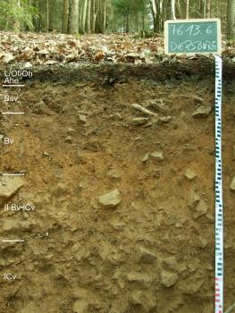 Mittel tief entwickelte Podsol-Braunerde aus lösslehmhaltiger Fließerde über Gneis-Hangschutt (Begleitboden in a206) Das Foto zeigt ein Bodenprofil des LGRB unter Wald. Das in fünf Horizonte gegliederte, grünlich braune Profil hat eine Tiefe von 1,10 m. Rechts oben zeigt eine Tafel den Namen und die Nummer des Profils an.