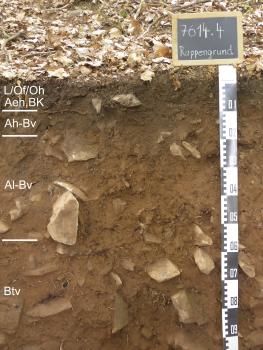Podsolige Parabraunerde-Braunerde, tief entwickelt, aus pleistozänem Hangschutt Blick auf ein braunes, zahlreiche Steine führendes Musterprofil des LGRB. Die aufgeschlossene Profilwand liegt unter altem Laub und ist 95 Zentimeter tief. Links sind vier Bodenhorizonte angegeben.
